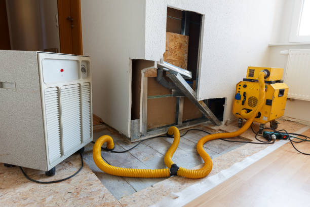 Best Basement Mold Removal  in Vernon, WI